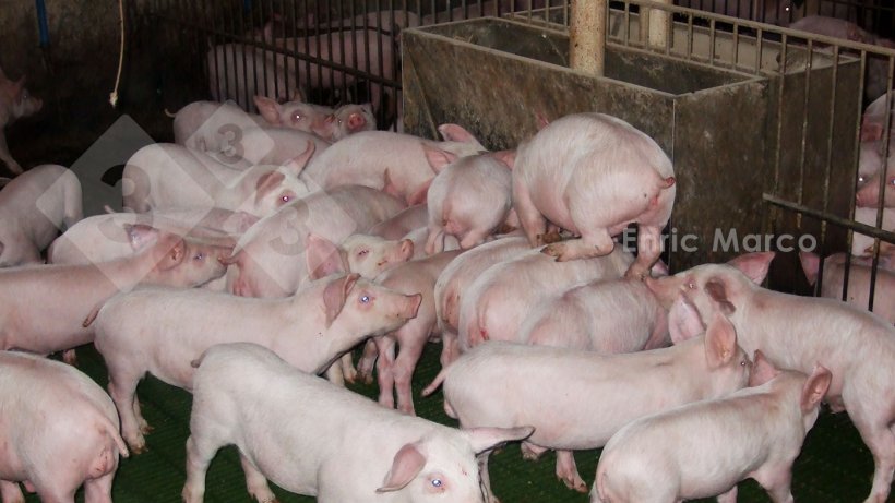 Photo 4. An out-of-feed&nbsp;event&nbsp;in a nursery.
